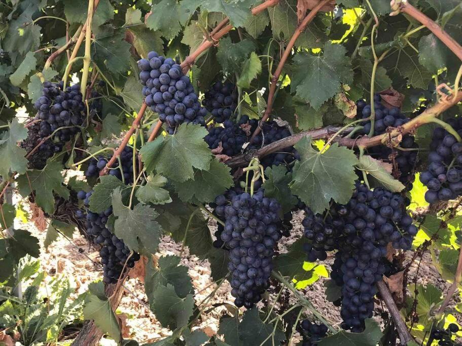 Gites En B&B Le Clos De La Cerise Châteauneuf-du-Pape Eksteriør billede